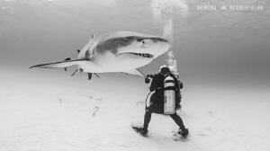 Large Lemon Shark glides past an underwater photographer... by Ken Kiefer 
